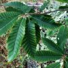 Castanea sativa